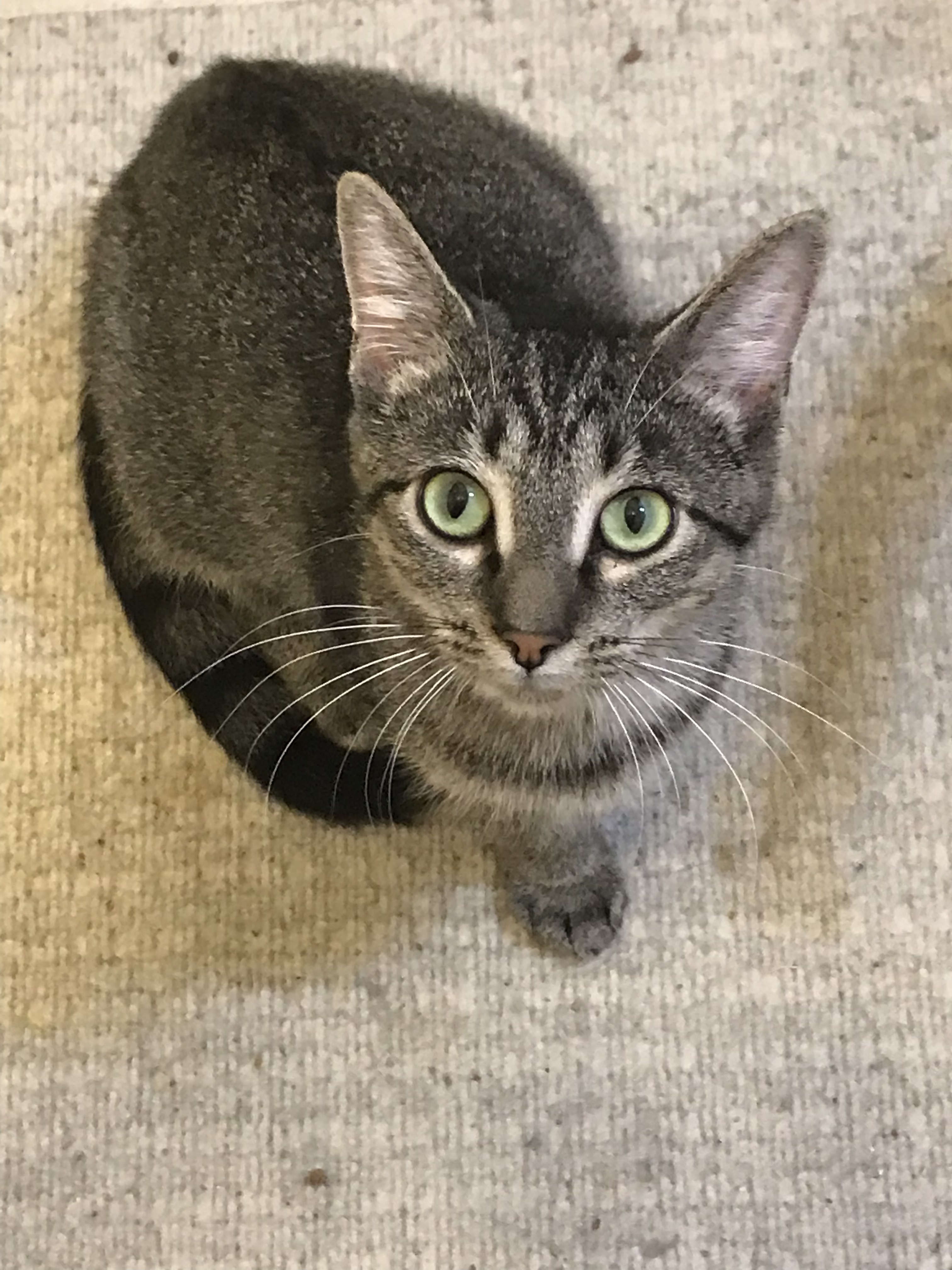 Izzy, a Adoptable Domestic Short Hair in Hopkinsville, KY image 2/4