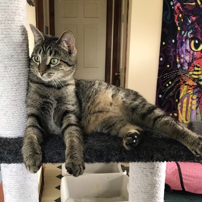 Izzy, a Adoptable Domestic Short Hair in Hopkinsville, KY image 3/4