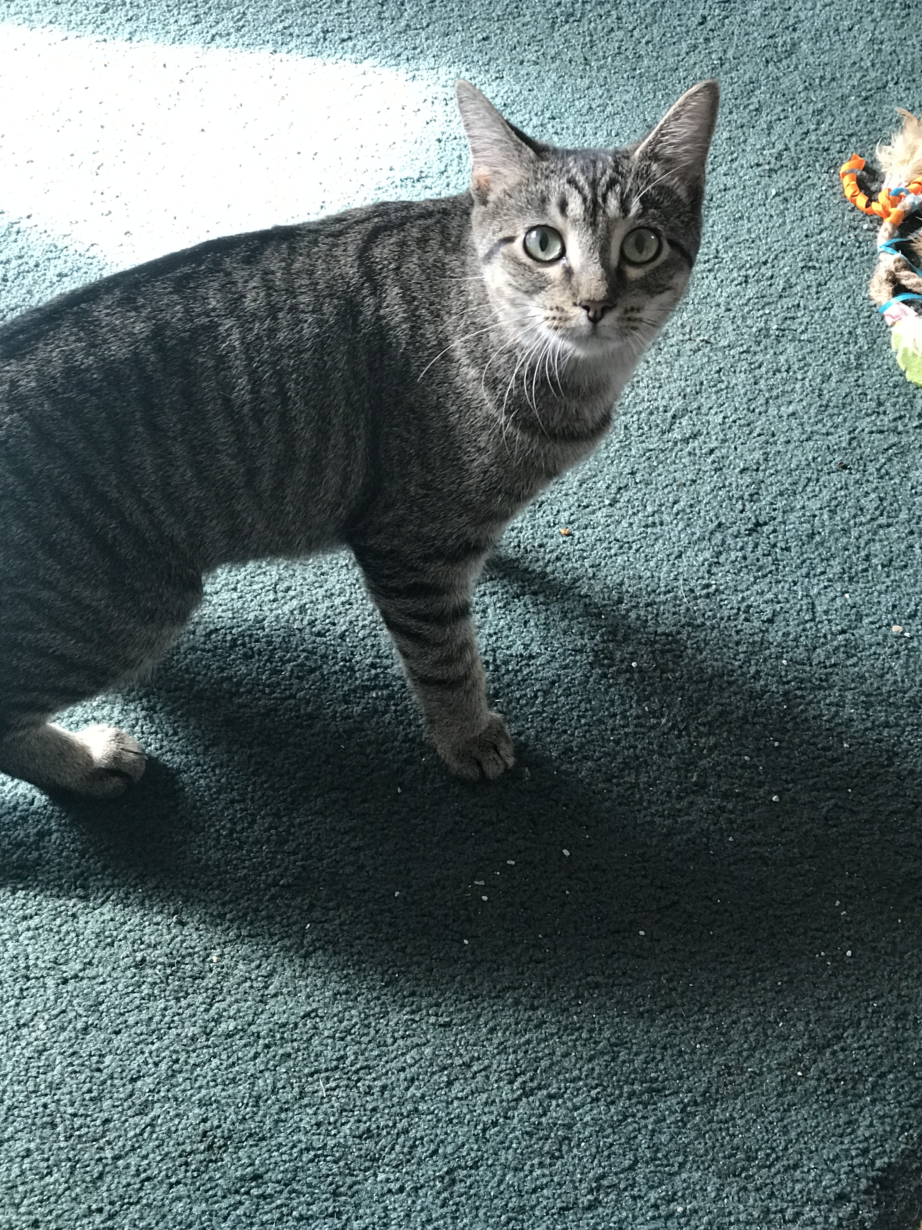 Izzy, a Adoptable Domestic Short Hair in Hopkinsville, KY image 4/4