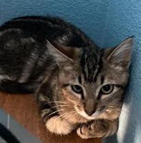 Enlarge Peaches & Marbles - CCC, a Adoptable Domestic Short Hair in San Luis Obispo, CA image 1/3