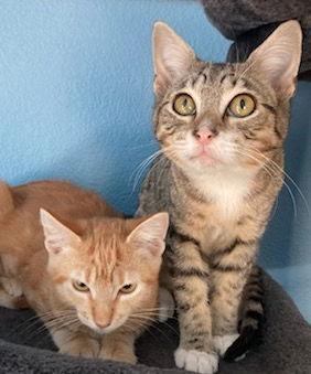Enlarge Peaches & Marbles - CCC, a Adoptable Domestic Short Hair in San Luis Obispo, CA image 2/3