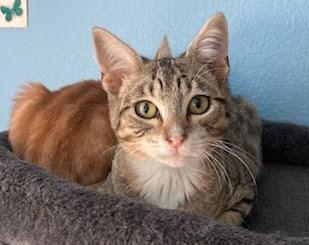 Enlarge Peaches & Marbles - CCC, a Adoptable Domestic Short Hair in San Luis Obispo, CA image 3/3