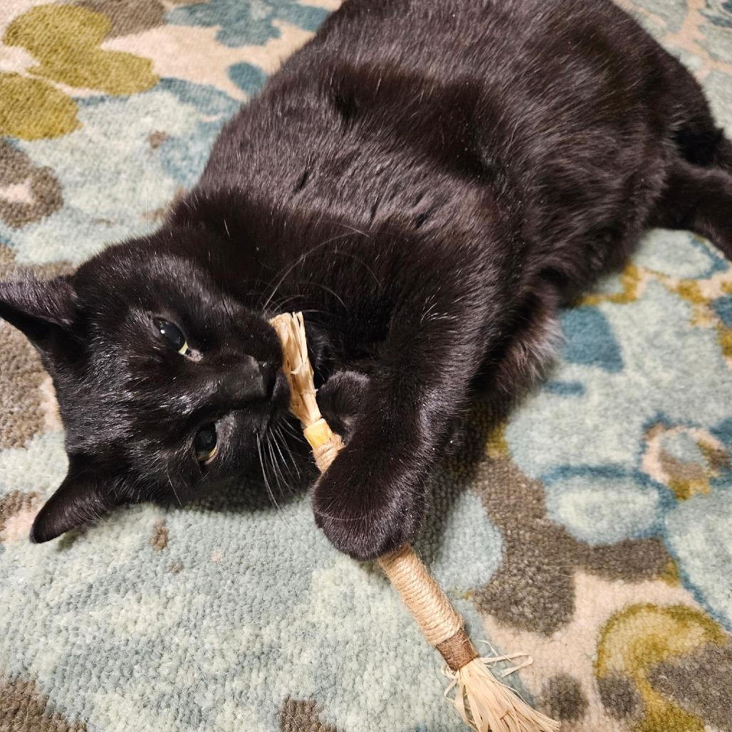 Angel, Adoptable, Young Male Domestic Short Hair.