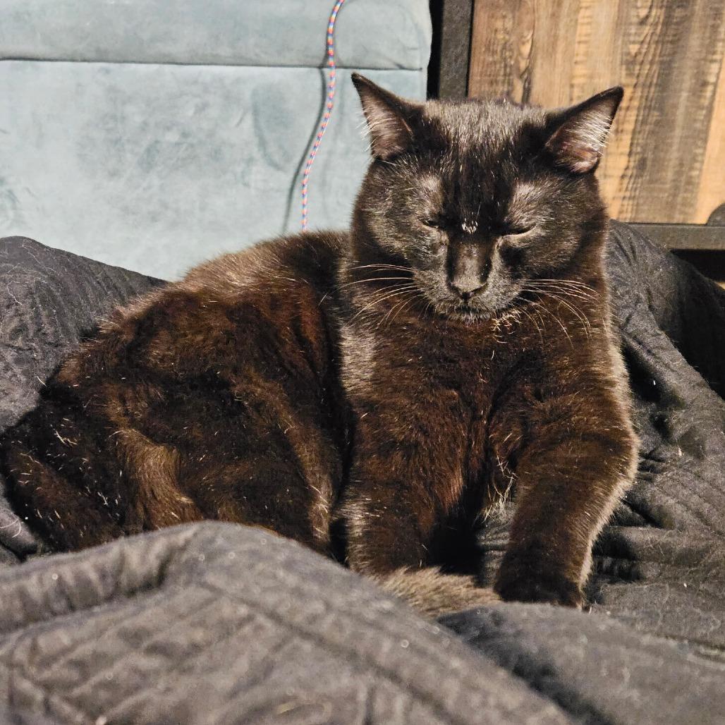 Angel, a Adoptable Domestic Short Hair in Corydon, IN image 2/4