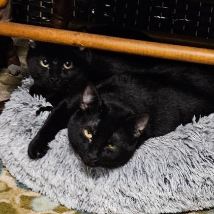 Angel, a Adoptable Domestic Short Hair in Corydon, IN image 4/4