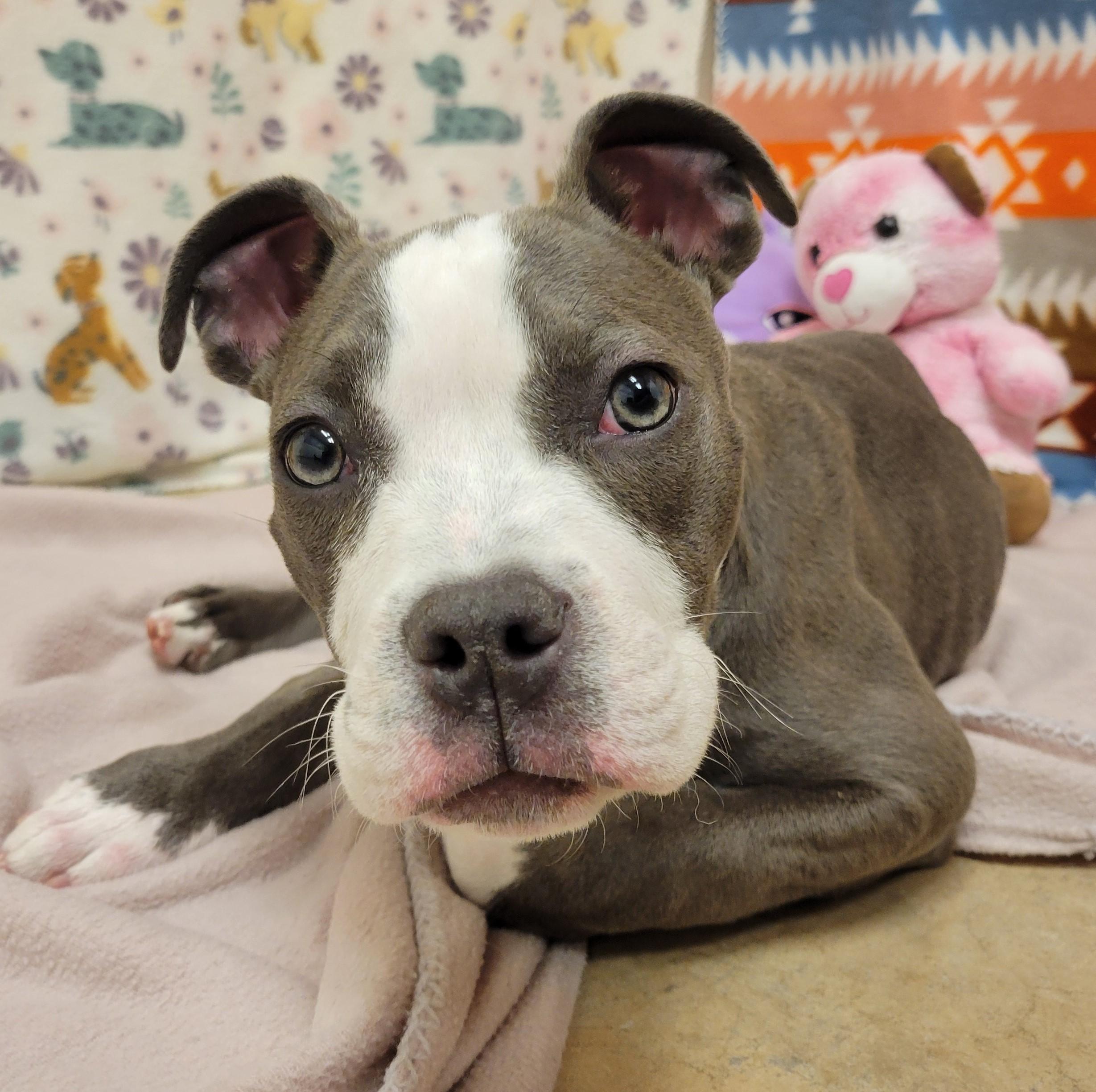 Enlarge Soniya Twain, a ADOPTABLE mixed breed in ALPINE, TX image 6/6