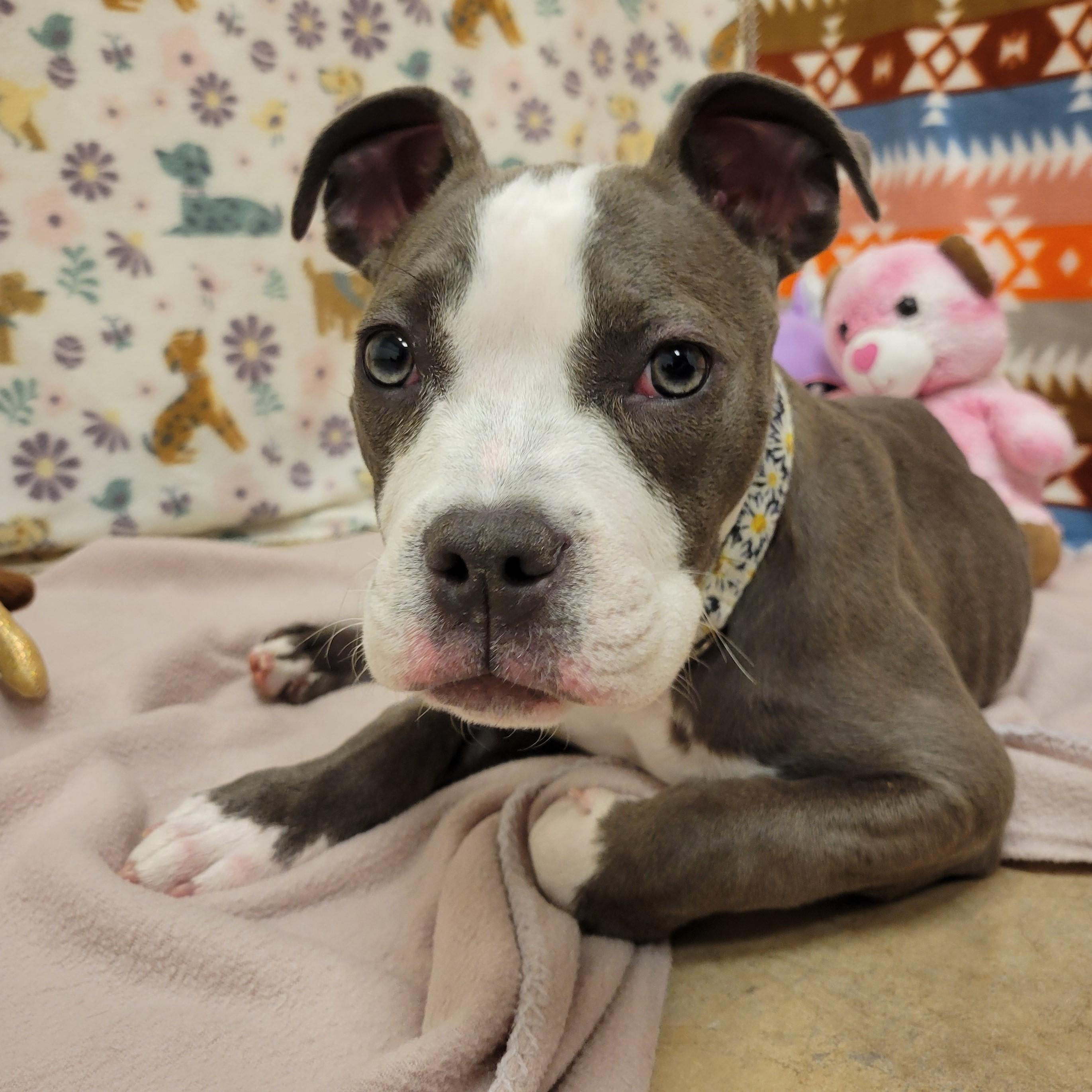 Enlarge Soniya Twain, a ADOPTABLE mixed breed in ALPINE, TX image 5/6