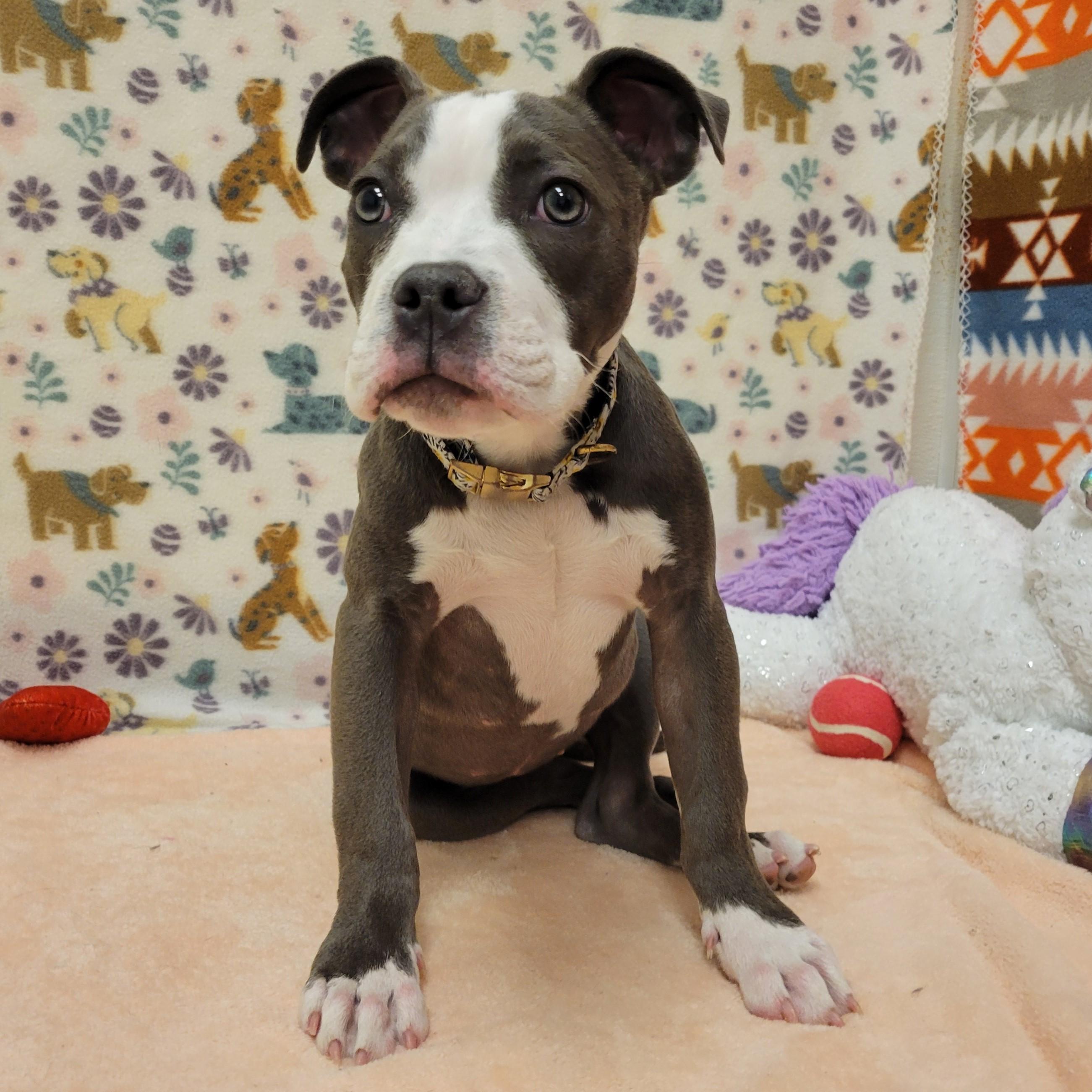 Enlarge Soniya Twain, a ADOPTABLE mixed breed in ALPINE, TX image 1/6