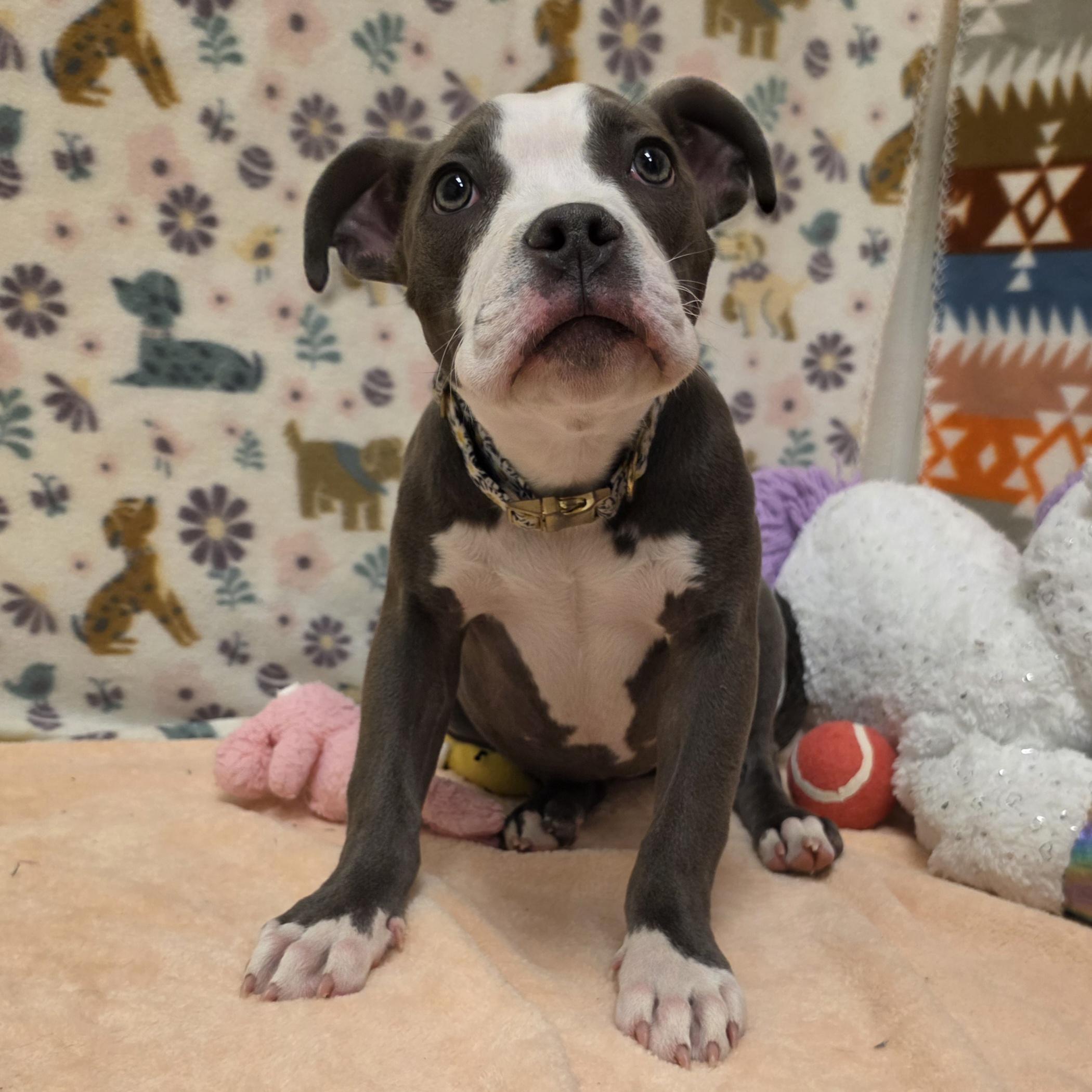 Enlarge Soniya Twain, a ADOPTABLE mixed breed in ALPINE, TX image 2/6