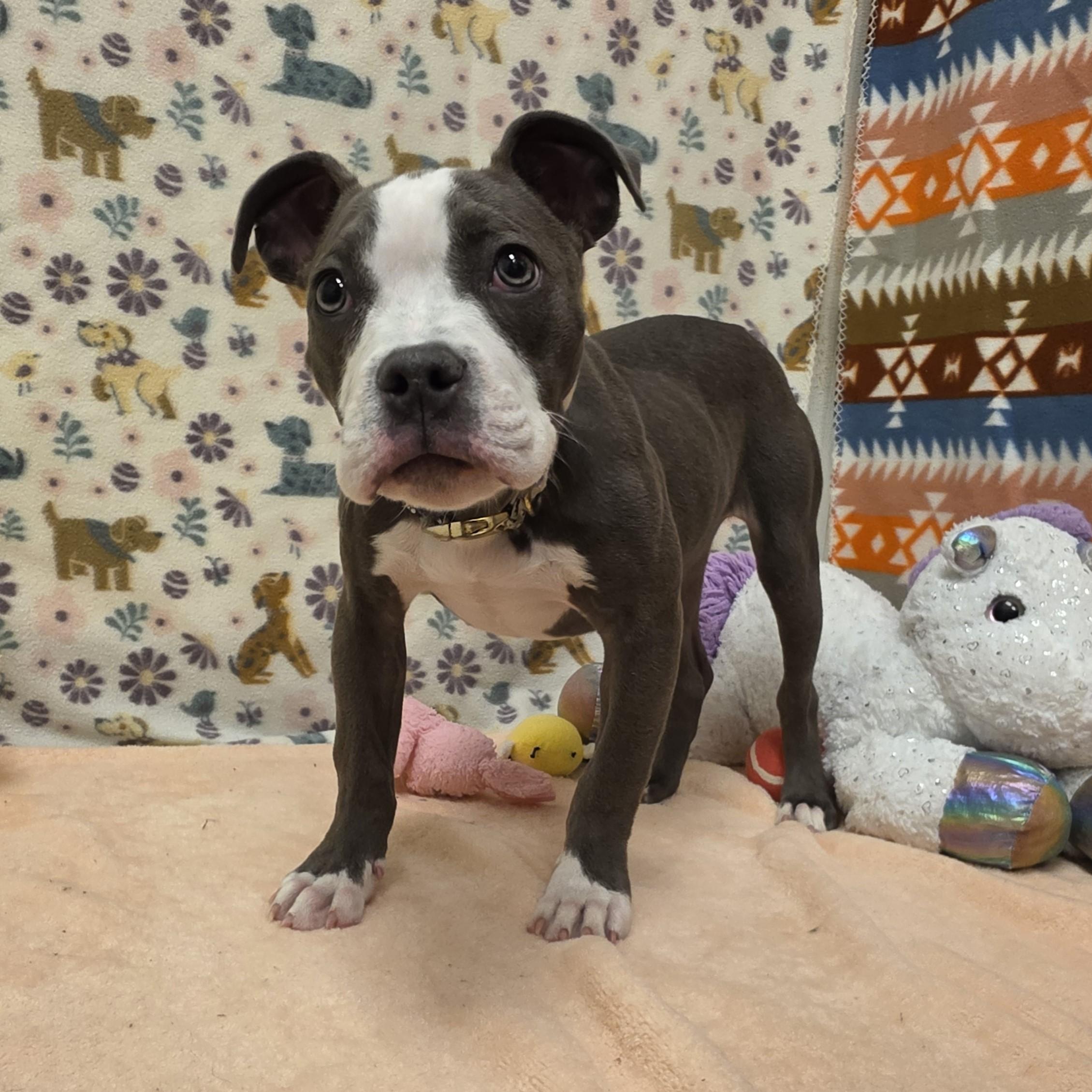 Enlarge Soniya Twain, a ADOPTABLE mixed breed in ALPINE, TX image 3/6