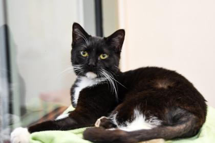 Uni, Adoptable, Young Female Domestic Short Hair & Domestic Short Hair.