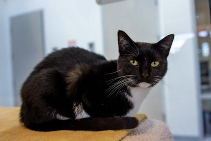 Enlarge Uni, a Adoptable Domestic Short Hair in Ringoes, NJ image 1/2
