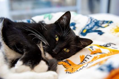 Enlarge Uni, a Adoptable Domestic Short Hair in Ringoes, NJ image 2/2