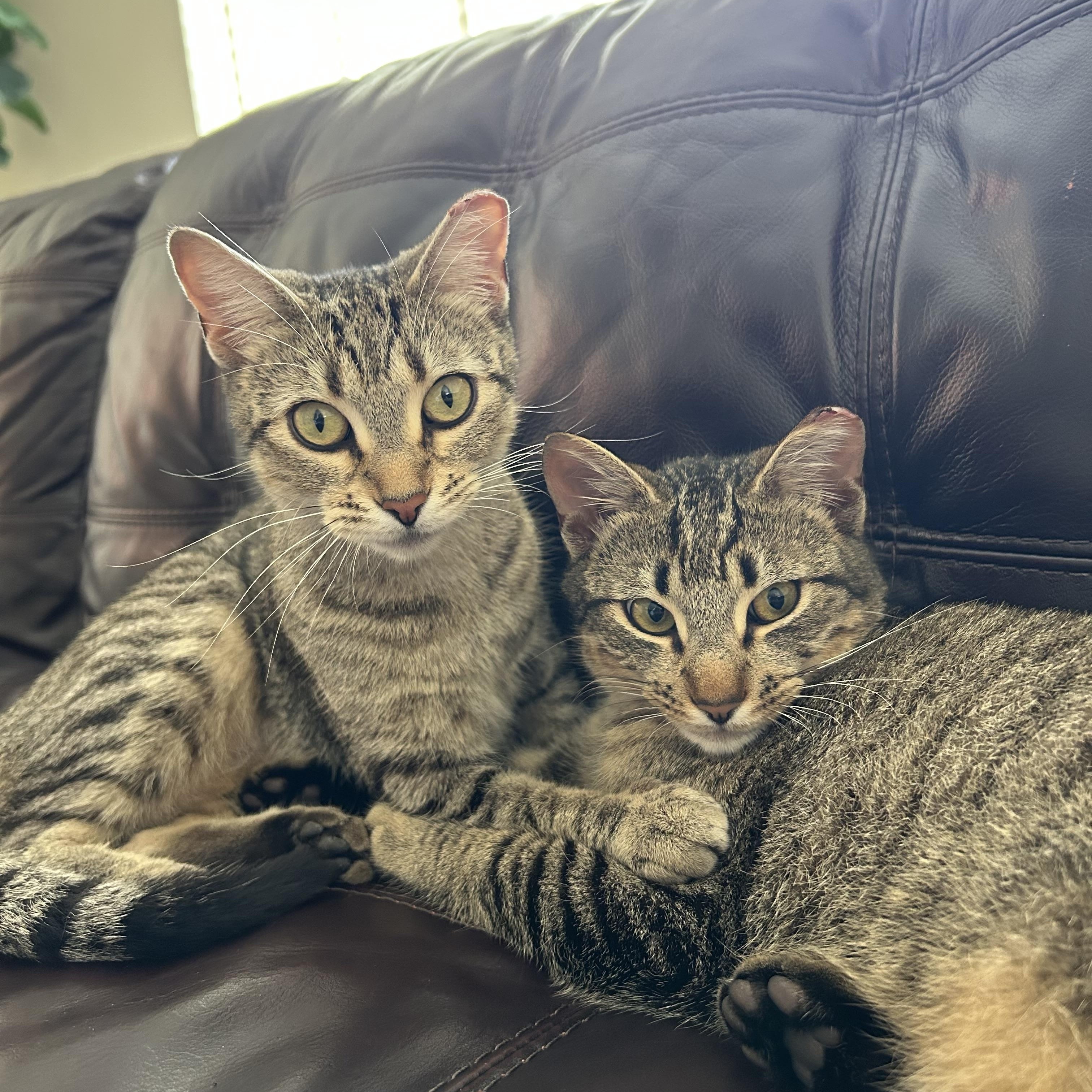 Enlarge Theo, an adopted Domestic Short Hair in Latham, NY image 5/6