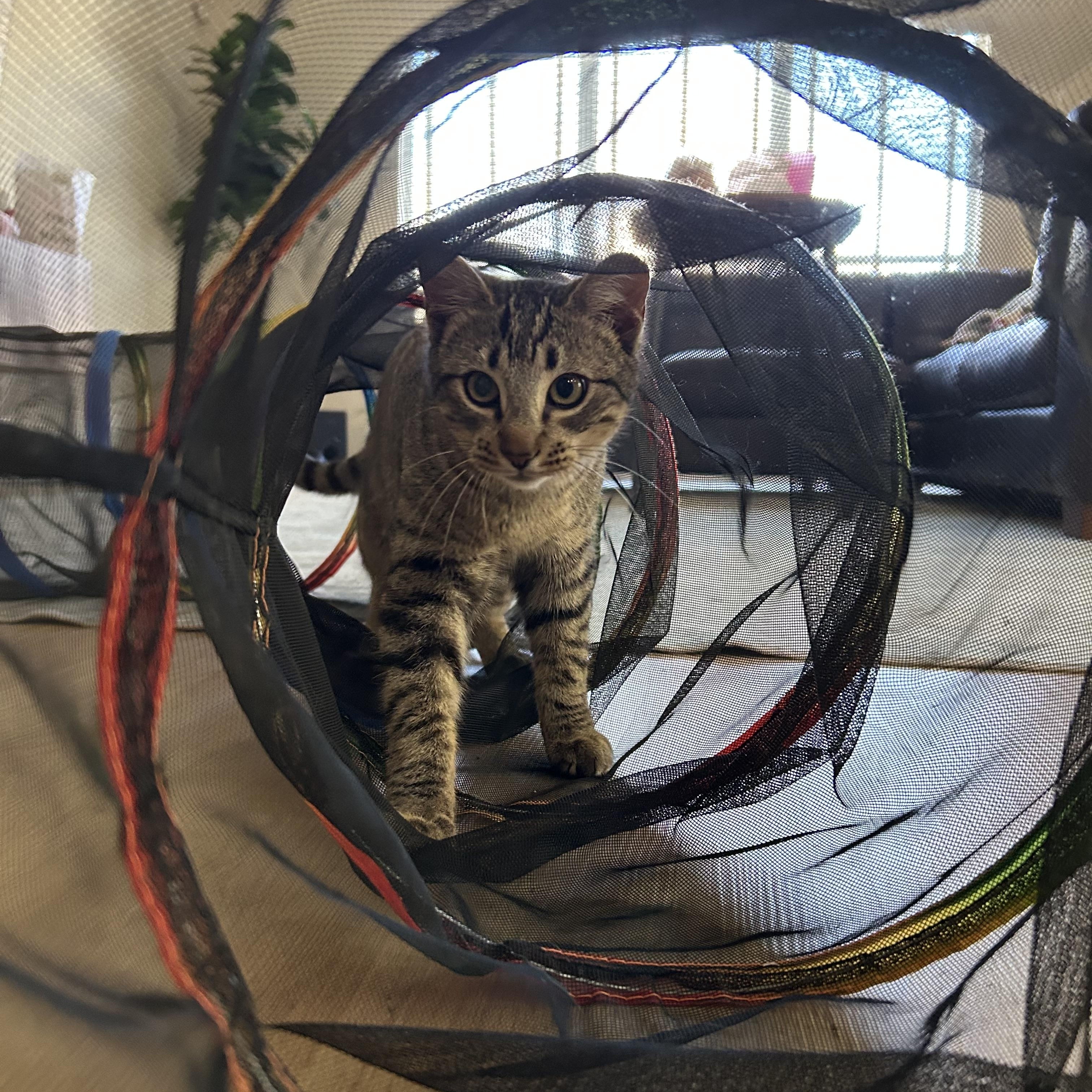 Enlarge Theo, an adopted Domestic Short Hair in Latham, NY image 2/6