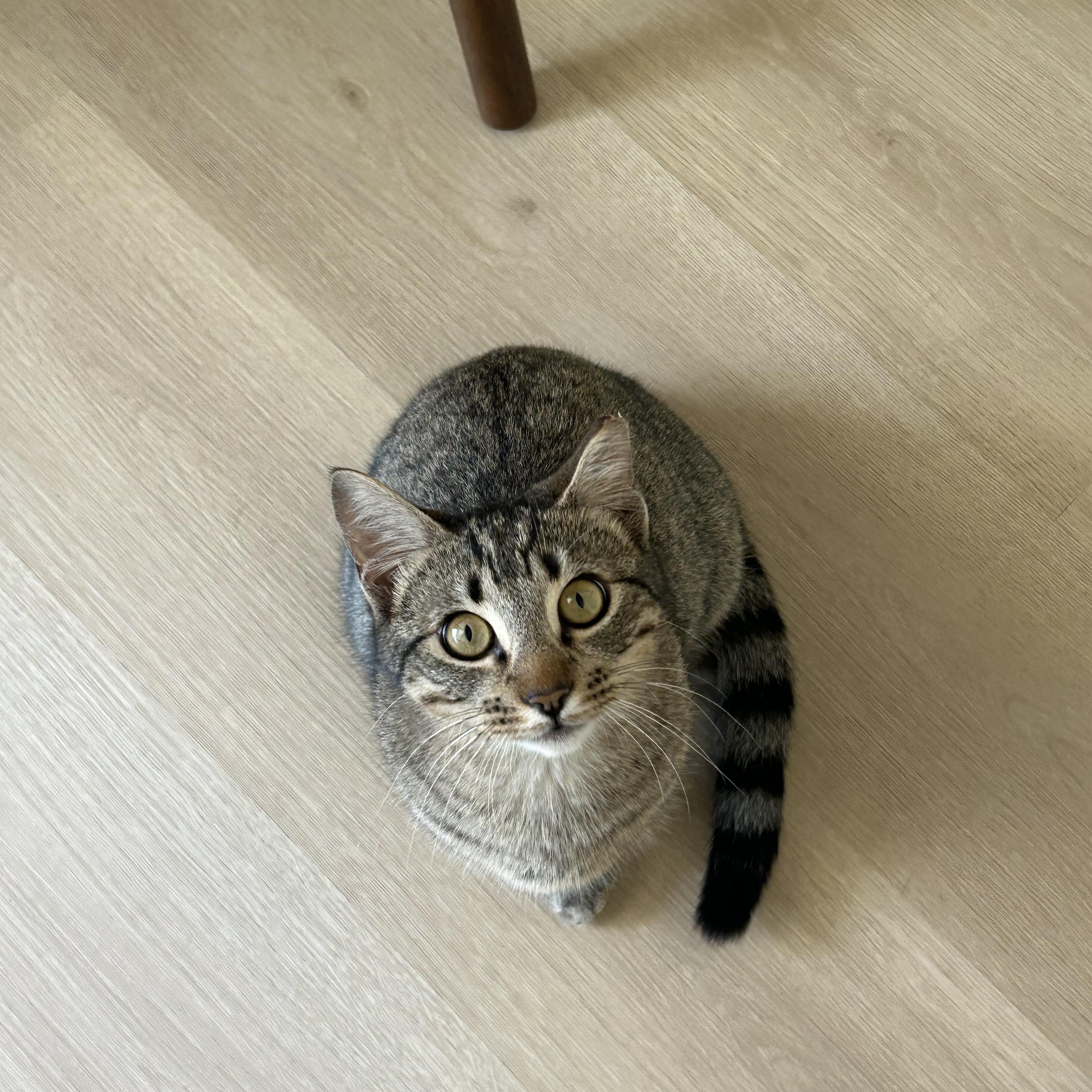 Enlarge Theo, an adopted Domestic Short Hair in Latham, NY image 4/6