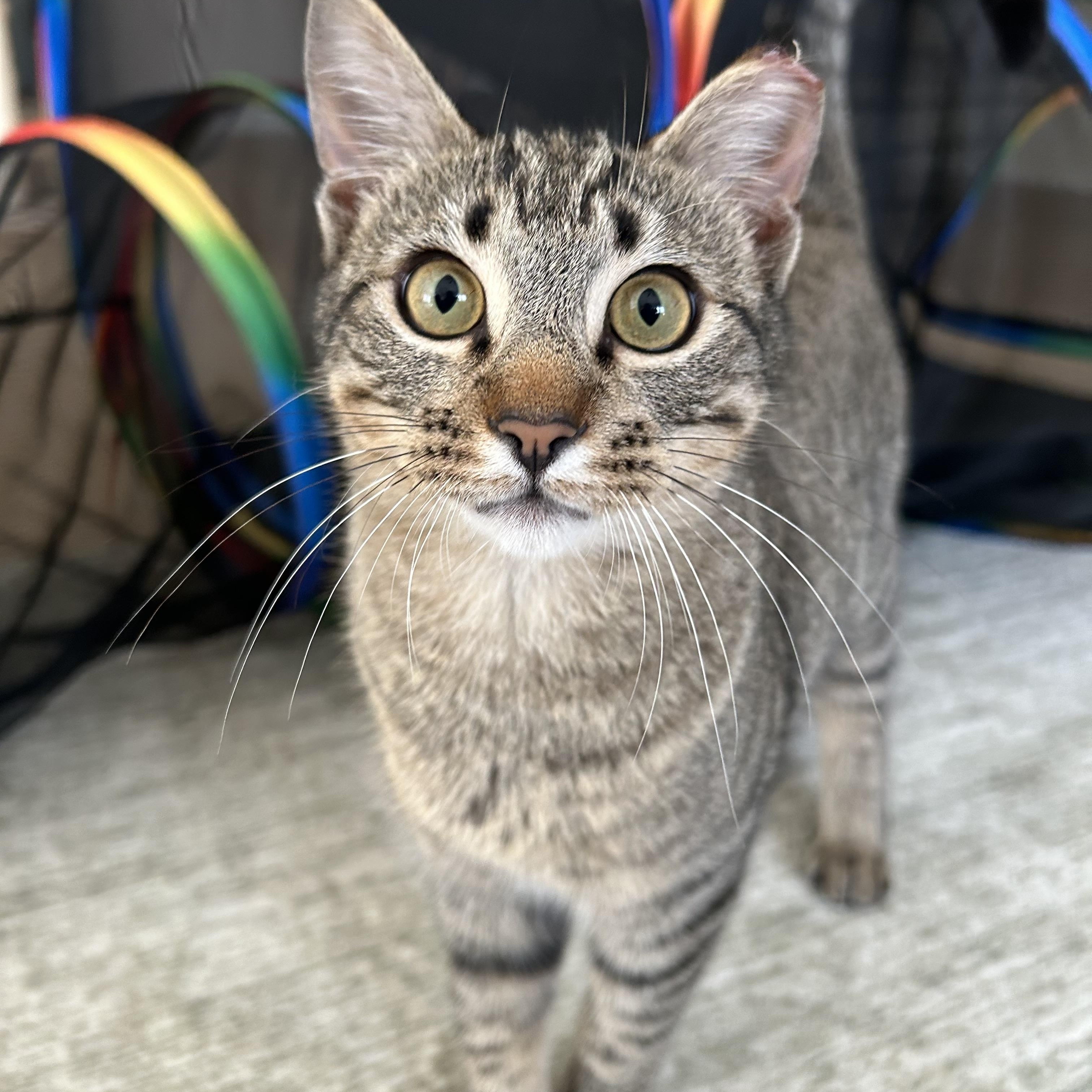 Enlarge Theo, an adopted Domestic Short Hair in Latham, NY image 1/6