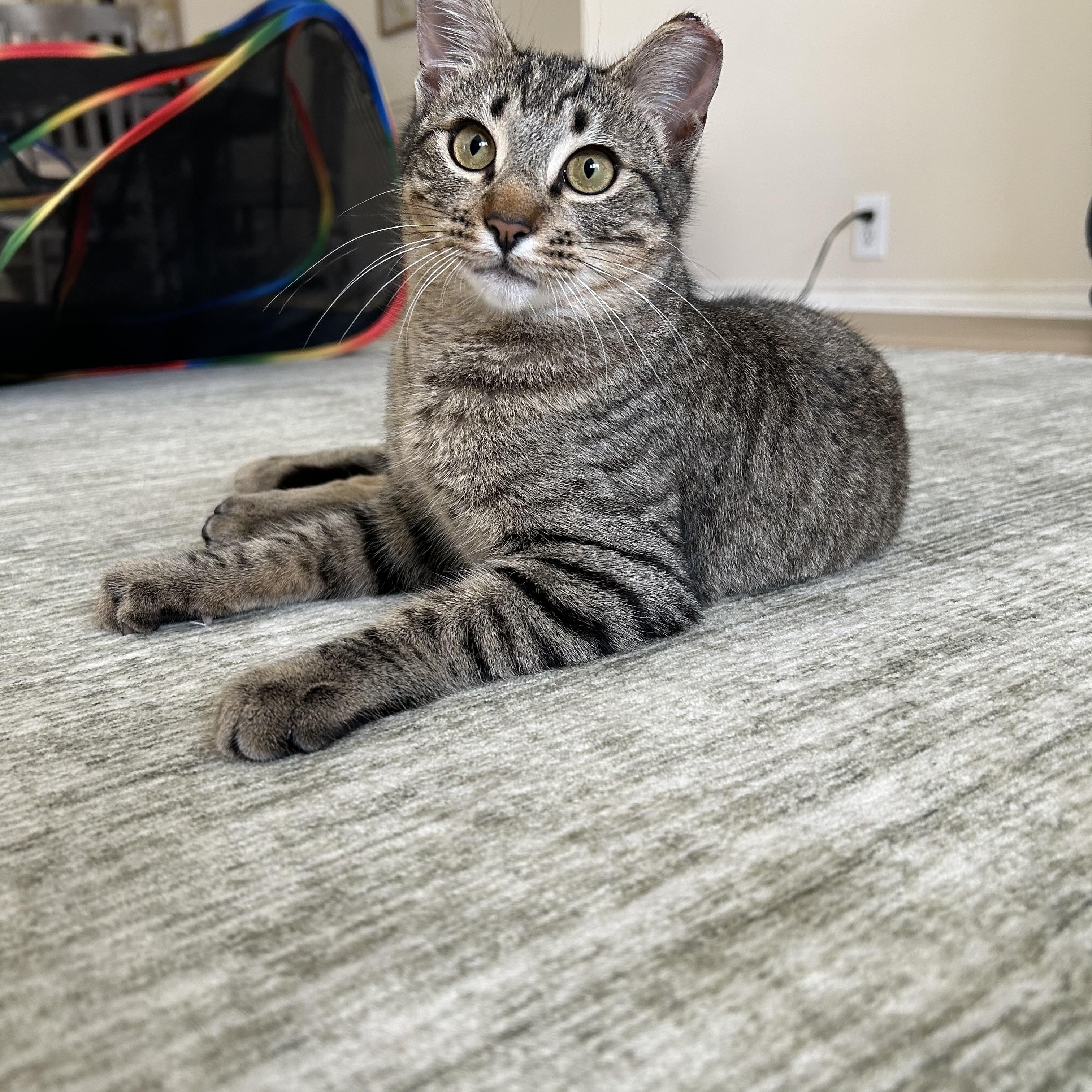 Enlarge Theo, an adopted Domestic Short Hair in Latham, NY image 3/6