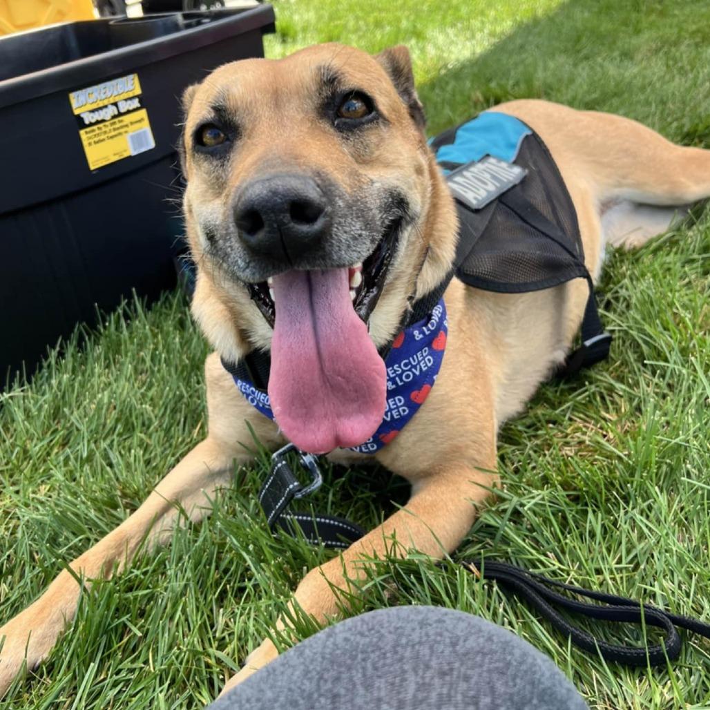 Letty, a Adoptable Mixed Breed in Norfolk, NE image 1/6