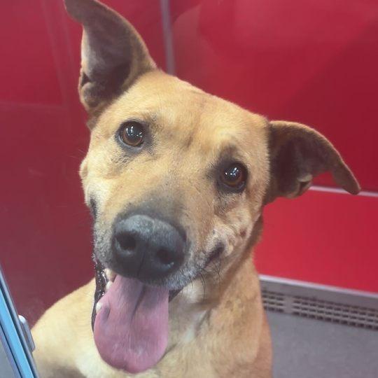 Letty, a Adoptable Mixed Breed in Norfolk, NE image 4/6