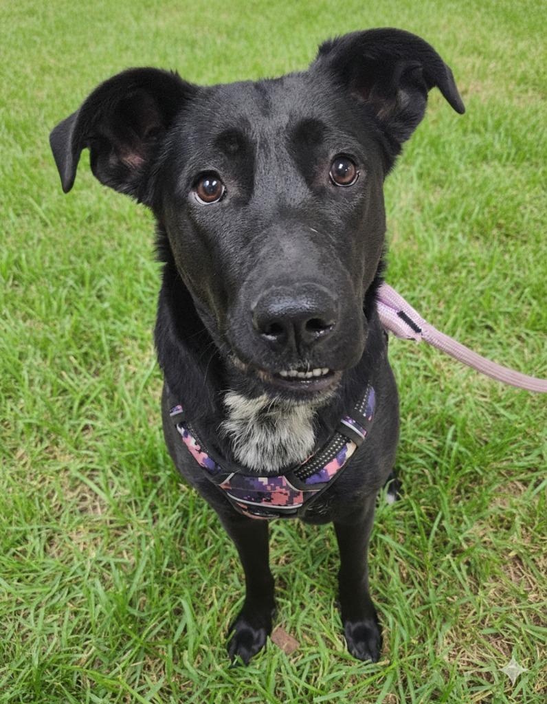Enlarge Shyla, an adopted mixed breed in Saint George, UT image 1/1