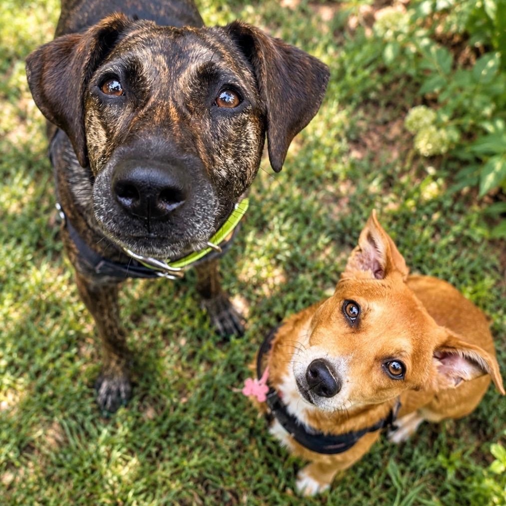 Enlarge Tilly, a Adopted mixed breed in Cedar Mountain, NC image 6/6