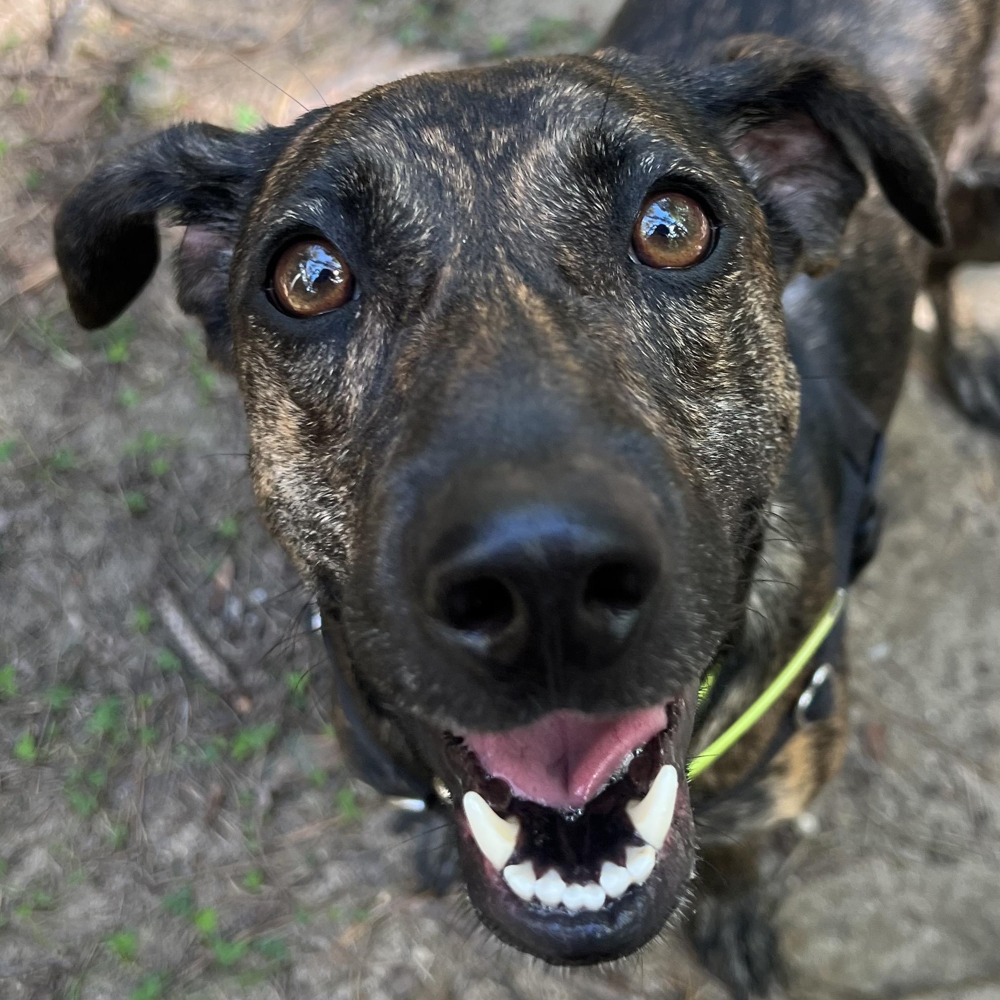 Enlarge Tilly, a Adopted mixed breed in Cedar Mountain, NC image 4/6