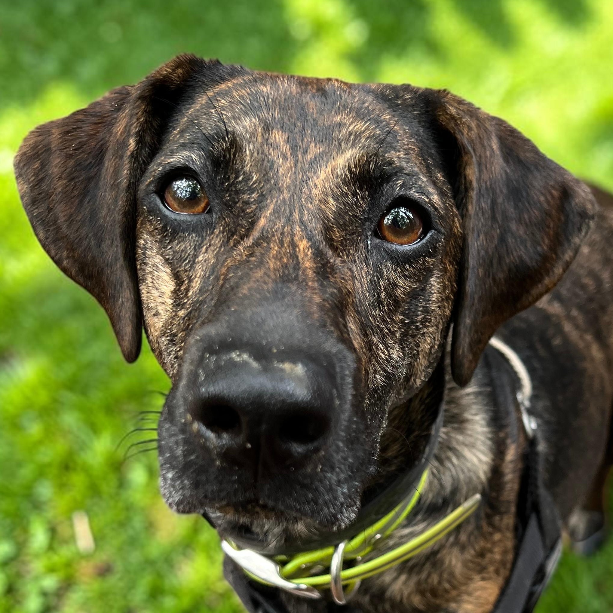Enlarge Tilly, a Adopted mixed breed in Cedar Mountain, NC image 1/6