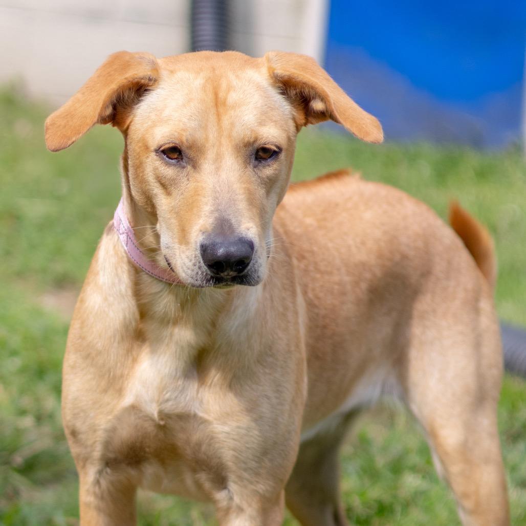Autumn, Adoptable, Adult Female Rhodesian Ridgeback & Labrador Retriever.