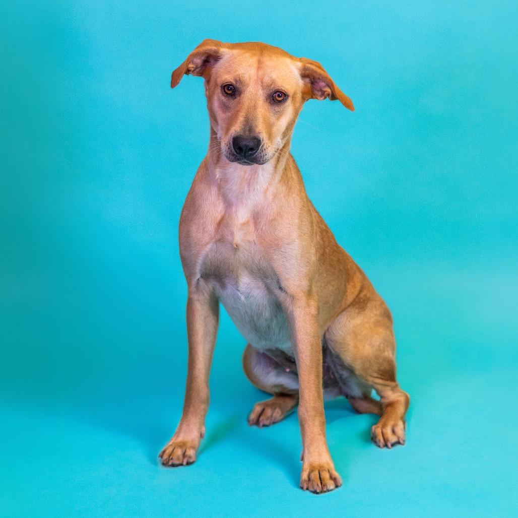 Enlarge Autumn, a Adoptable mixed breed in Wilmington, DE image 2/6