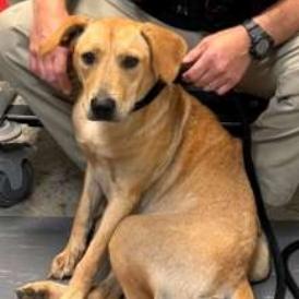 Enlarge Autumn, a Adoptable mixed breed in Wilmington, DE image 5/6