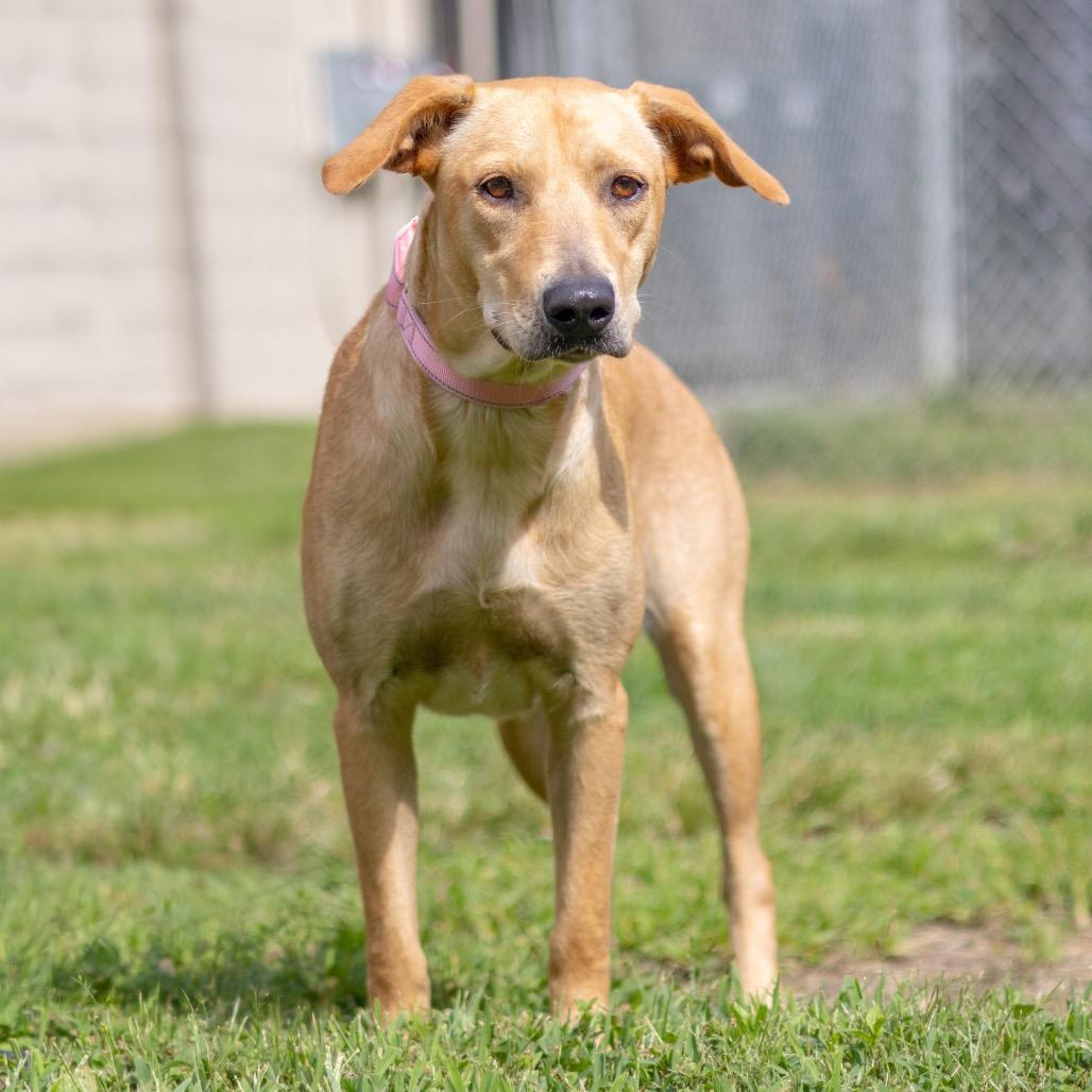 Enlarge Autumn, a Adoptable mixed breed in Wilmington, DE image 6/6