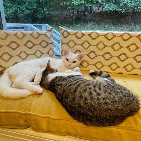 Enlarge Blanche, a Adoptable Domestic Short Hair in Charlottesville, VA image 2/6