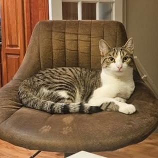 Blanche, Adoptable, Young Female Domestic Short Hair.