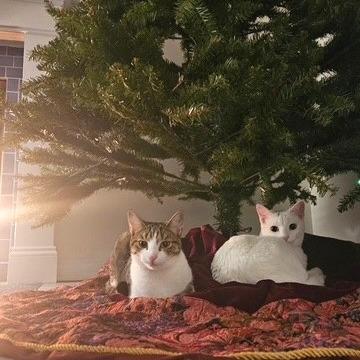 Blanche, Adoptable, Young Female Domestic Short Hair.