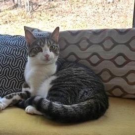 Blanche, a Adoptable Domestic Short Hair in Charlottesville, VA image 3/6