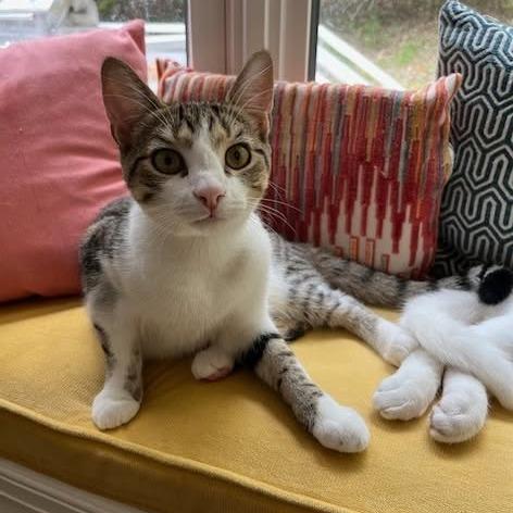 Blanche, a Adoptable Domestic Short Hair in Charlottesville, VA image 4/6
