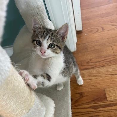 Enlarge Blanche, a Adoptable Domestic Short Hair in Charlottesville, VA image 3/3