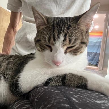 Enlarge Blanche, a Adoptable Domestic Short Hair in Charlottesville, VA image 5/6