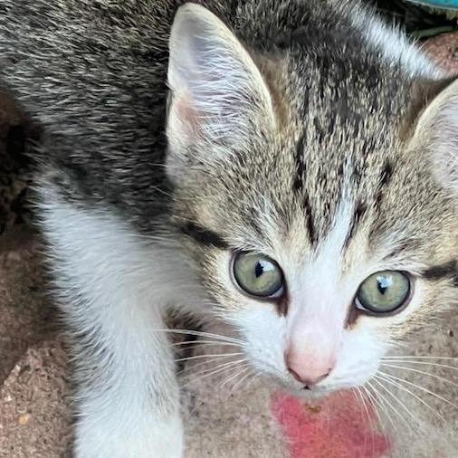 Enlarge Blanche, a Adoptable Domestic Short Hair in Charlottesville, VA image 1/1