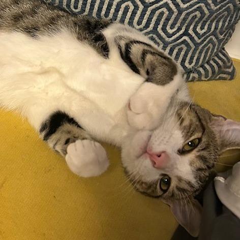 Enlarge Blanche, a Adoptable Domestic Short Hair in Charlottesville, VA image 6/6