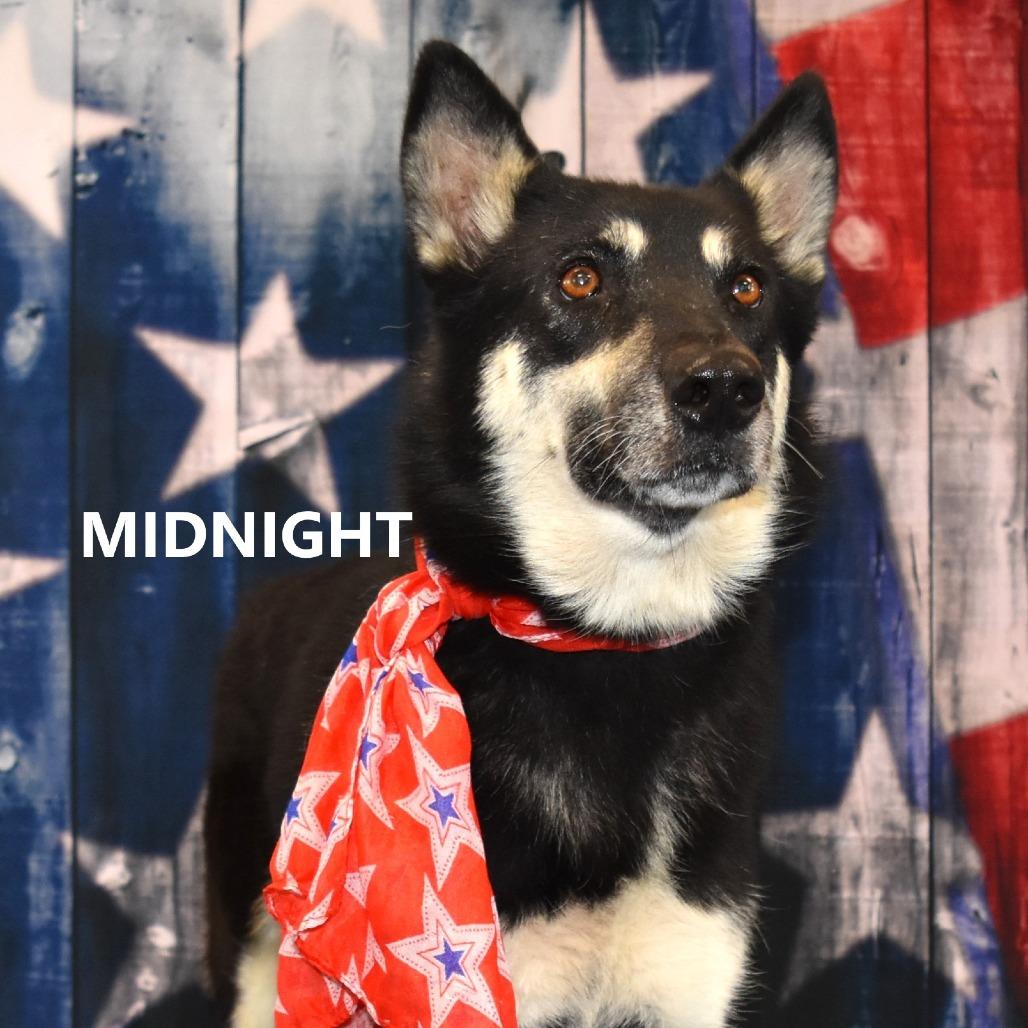 Enlarge Midnight, a Adoptable German Shepherd Dog in Yuma, AZ image 1/2