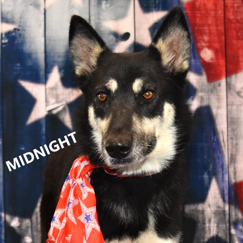 Enlarge Midnight, a Adoptable German Shepherd Dog in Yuma, AZ image 2/2