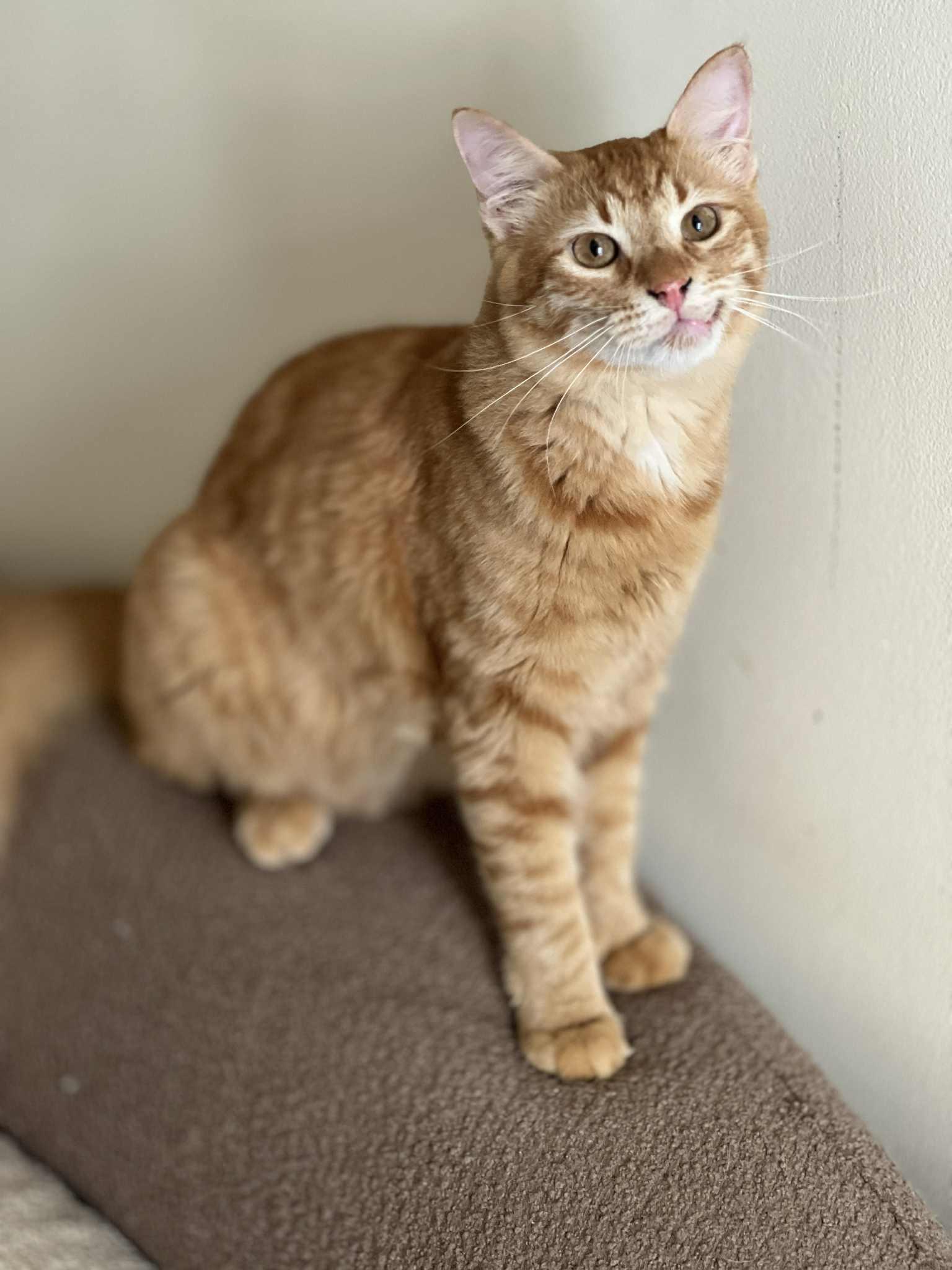 Enlarge Tom A, a Adoptable mixed breed in Brampton, ON image 1/2