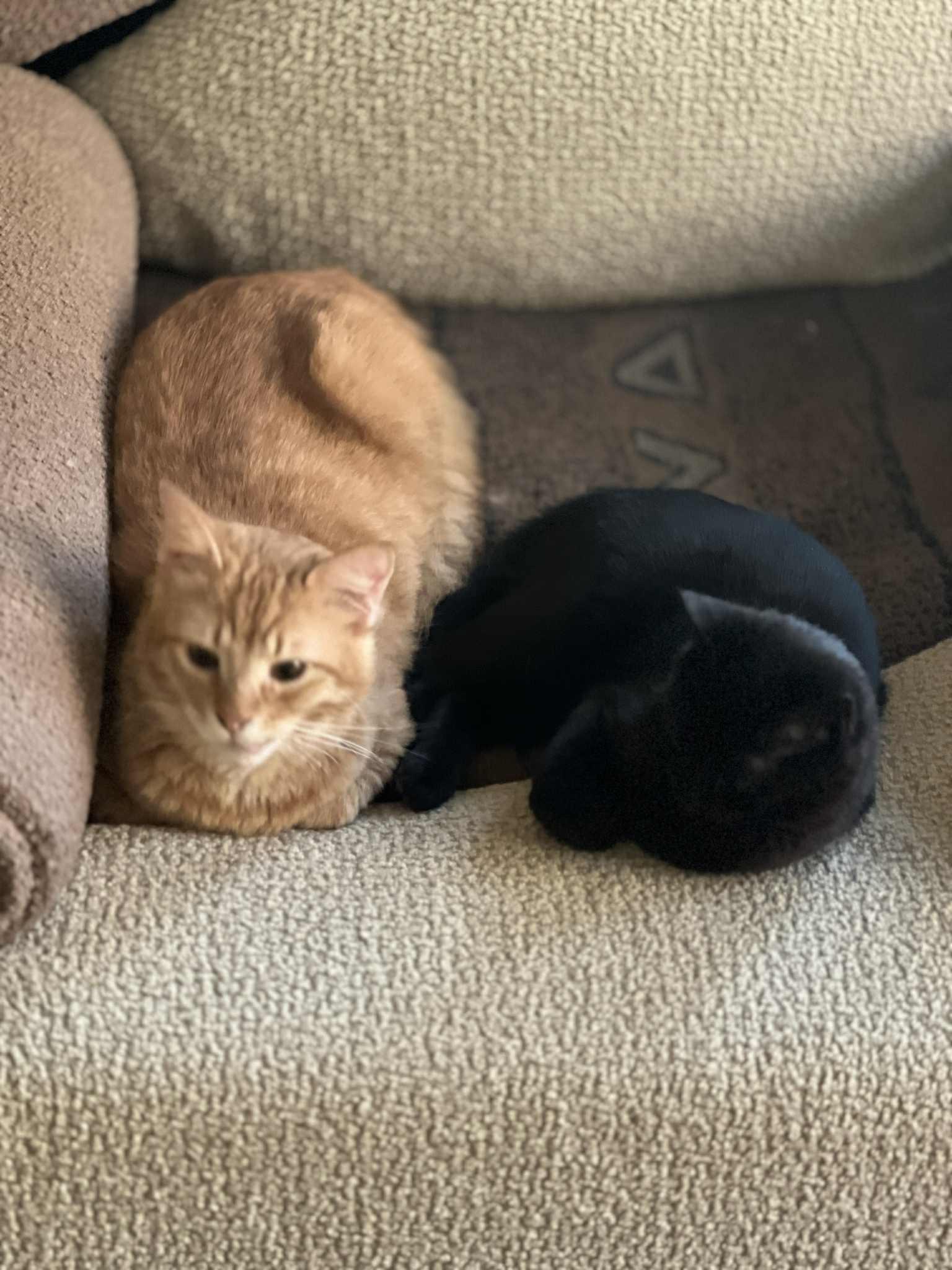 Enlarge Tom A, a Adoptable mixed breed in Brampton, ON image 2/2