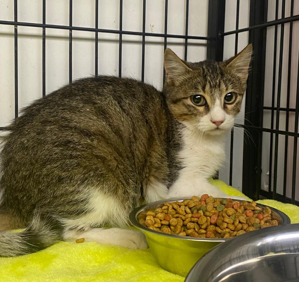 Ethan, Adoptable, Adult Male Domestic Short Hair.