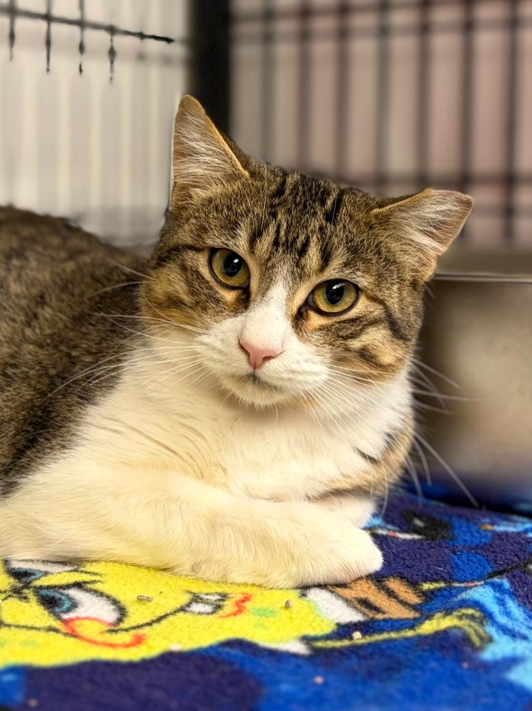 Ethan, a Adoptable mixed breed in Lockhart, TX image 2/2