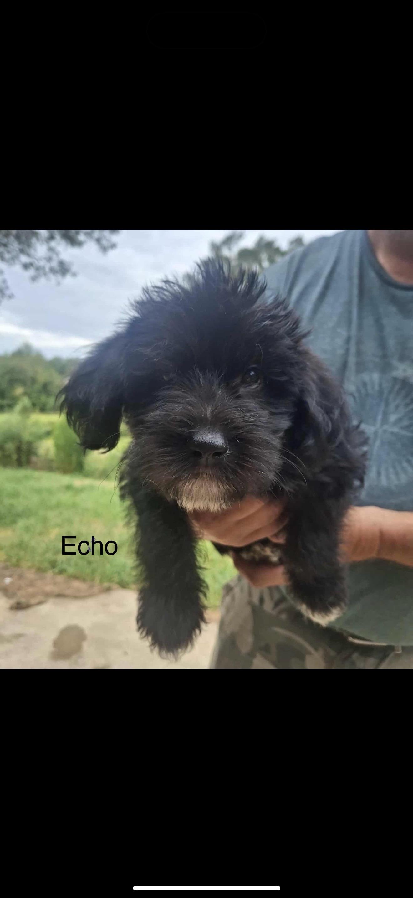 Echo