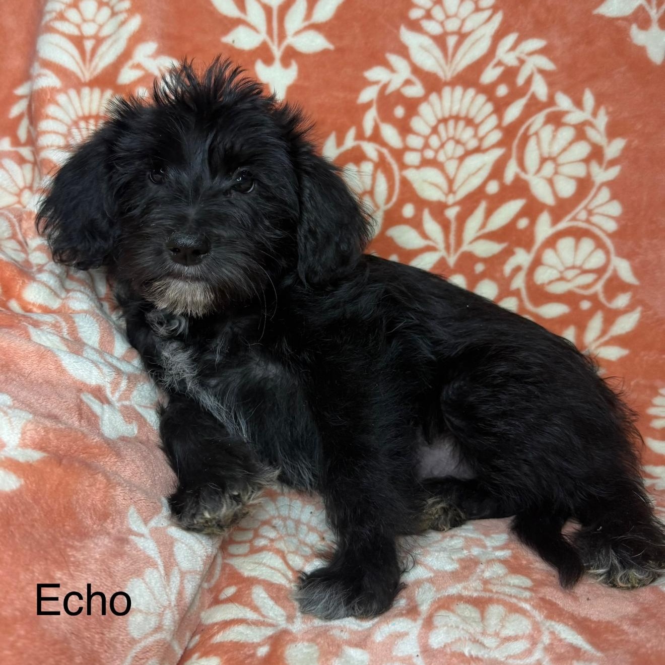 Echo, Adoptable, Puppy Male Miniature Schnauzer.