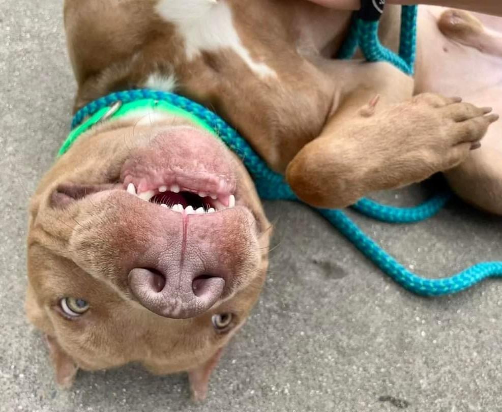 Enlarge Santiago, a Adoptable mixed breed in Warren, MI image 1/6